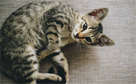 猫传腹的腹水到底该不该抽