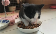 猫一直吃猫粮行吗