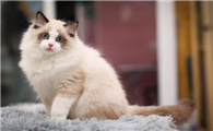 夏天猫咪不怎么吃东西怎么办