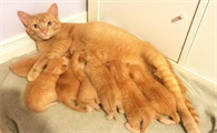 母猫流出淡红色液体怎么办吃什么药