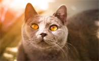 猫临死前症状有哪些表现