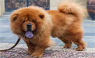松狮犬为什么不适合家养