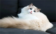 布偶猫500元能买一只吗