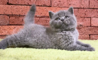 萌宠出击！带你探索蓝猫的身世之谜~