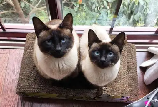 世界上智商最高的猫十大排名