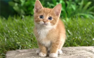 猫感冒流鼻涕打喷嚏吃什么药可以治