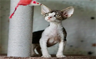 德文卷毛猫是哪个国家的