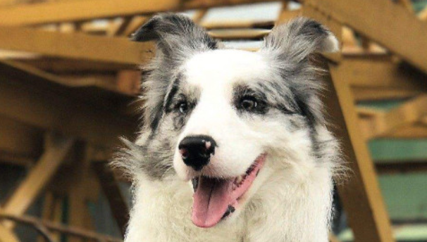 边境牧羊犬有棕色的吗