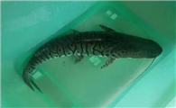 虎鲶生病用什么药？用对方法才是关键