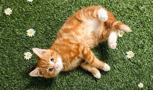 猫藓吃维生素b有用吗 猫藓吃维生素b有用吗