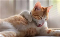 猫咪突然瘦了是什么原因