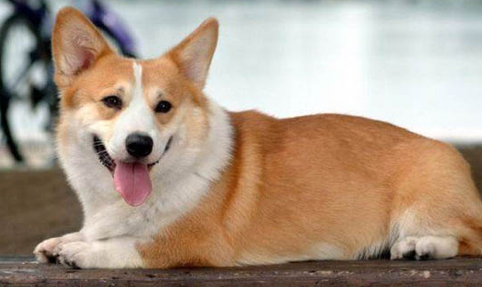 秋田犬怕什么,秋田犬最忌讳什么