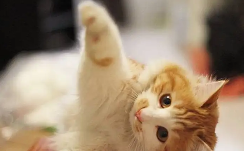 家里的猫咪发情了怎么办