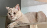 小猫有狂犬病能活几天