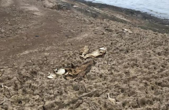 驴友在鄱阳湖湖滩发现江豚尸体 背后真相实在让人惊愕 驴友在鄱阳湖湖滩发现江豚尸体 背后真相实在让人惊愕