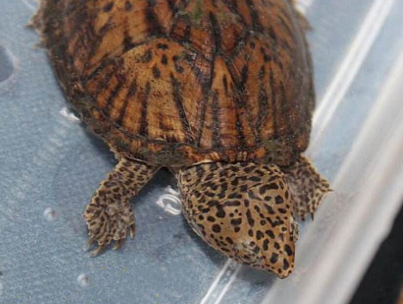 不吃鱼的黄肚红耳龟,后来都怎么样了?