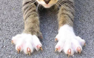 猫的爪子常见病有哪些