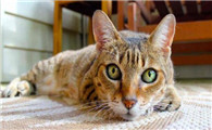 猫咪可以喝牛奶吗纯牛奶