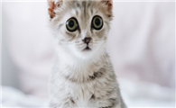 猫传腹会通过空气传播吗