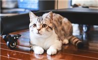 猫传腹有什么最好的办法治疗