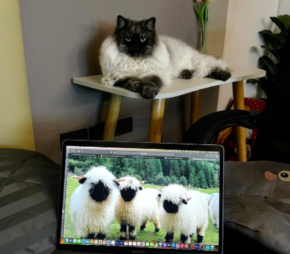 网友发现自己养的猫有点眼熟…这不是羊了个羊吗？