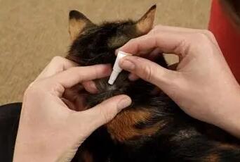 猫咪驱虫滴在毛上有效果吗