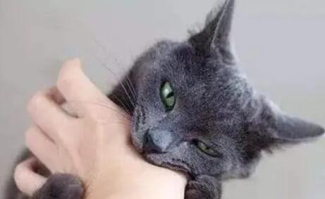 被猫咬千万不要打狂犬疫苗? 被猫咬千万不要打狂犬疫苗?