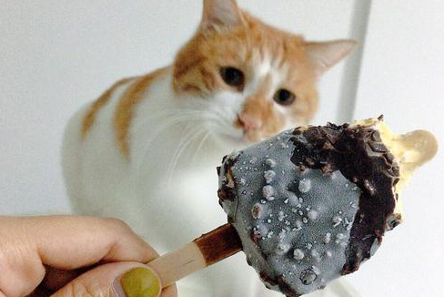 猫可以吃巧克力味的冰激凌吗