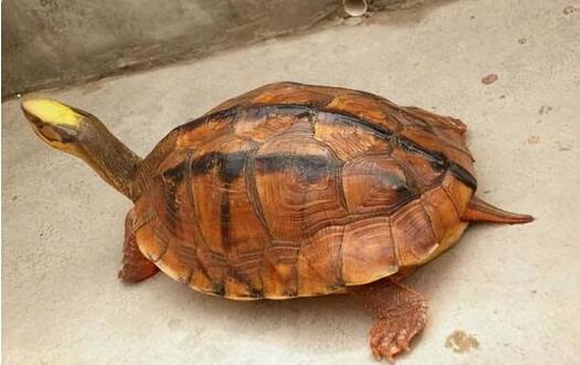 石金钱龟多少钱一斤