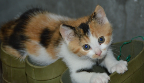 小猫得猫瘟怎么在家治疗最好