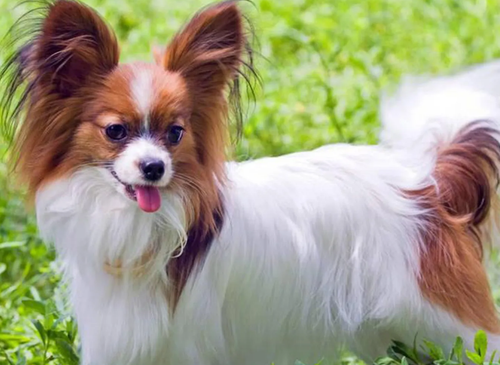 蝴蝶犬谁养谁后悔
