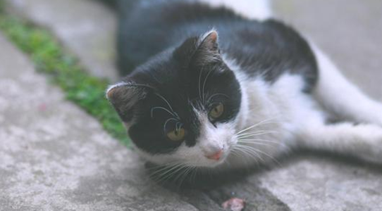 猫为什么不能送人必须给点钱