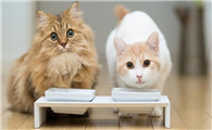 猫可不可以吃鸡蛋