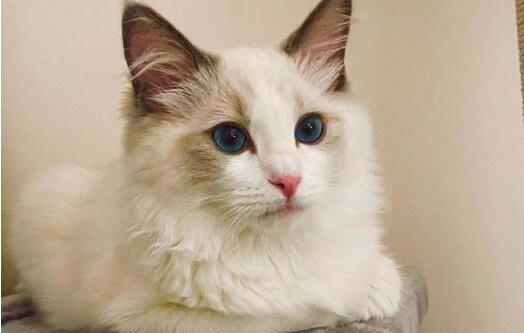 养一只布偶猫一个月需要多少钱