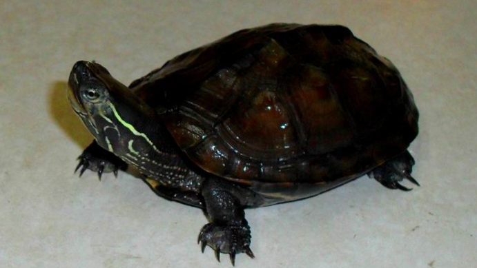 黑颈乌龟是国家几级保护动物