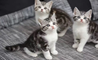 猫一直舔嘴巴是怎么回事呢