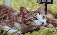 猫突然倒地抽搐过会又好了是怎么回事