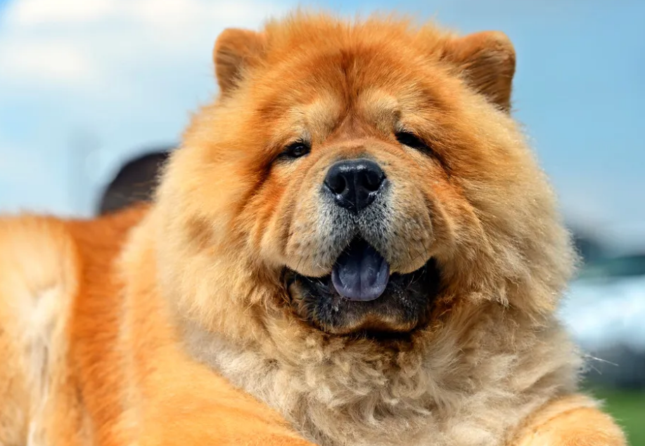 松狮是大型犬还是小型犬 松狮是大型犬还是小型犬