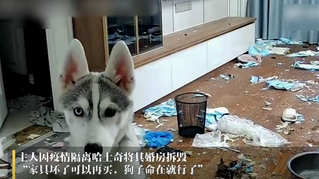 女子隔离留守二哈把婚房拆了,丈夫安慰:狗子命在就好