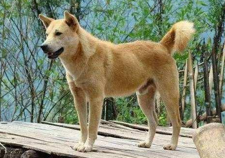中华田园犬哪个品种最好