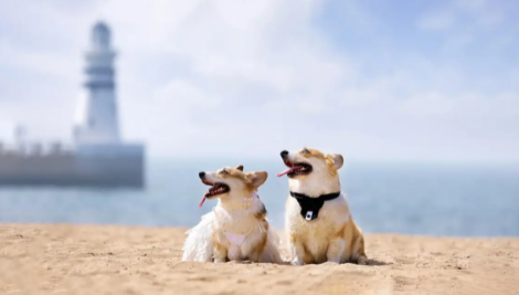 狗狗阿莫西林中毒怎么办
