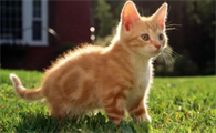 猫多久不生需要打催产针了
