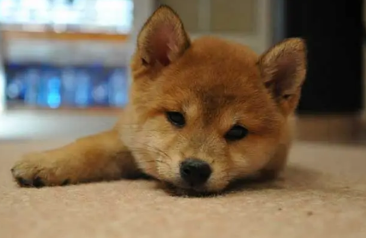 柴犬最大能长多少斤 柴犬最大能长多少斤