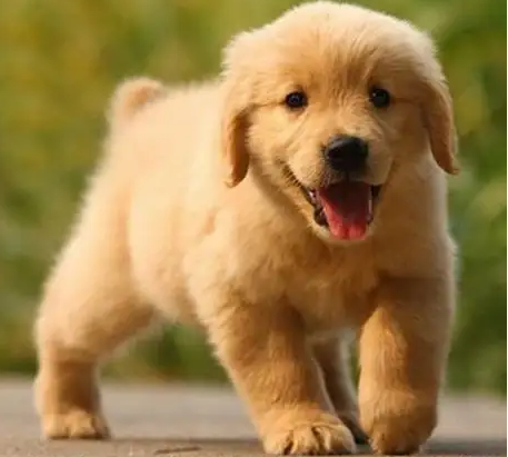 纯血统金毛犬价格 纯血统金毛犬价格