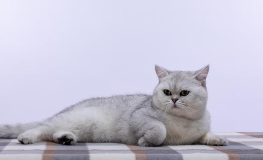猫咪刚到新家不上厕所怎么办 猫咪刚到新家不上厕所怎么办