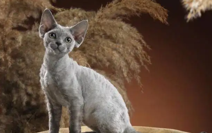 德国卷毛猫和德文卷毛猫的区别