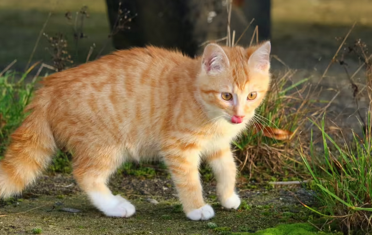 猫咪肠胃炎吃什么药好的最快