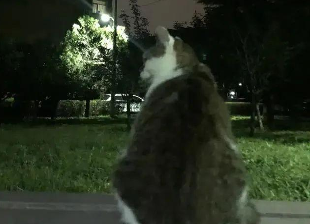 顶级渣猫:外面浪了一辈子,老了知道回家了 顶级渣猫:外面浪了一辈子,老了知道回家了