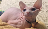 比鲁斯猫大概多钱一只