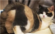 猫做完绝育还会发情吗